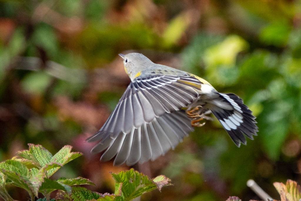 Magnolia Warbler (fall immature) | Pt Reyes | CA|2018-10-02|13-24-43-2 by Bettina Arrigoni is licensed under CC BY 2.0